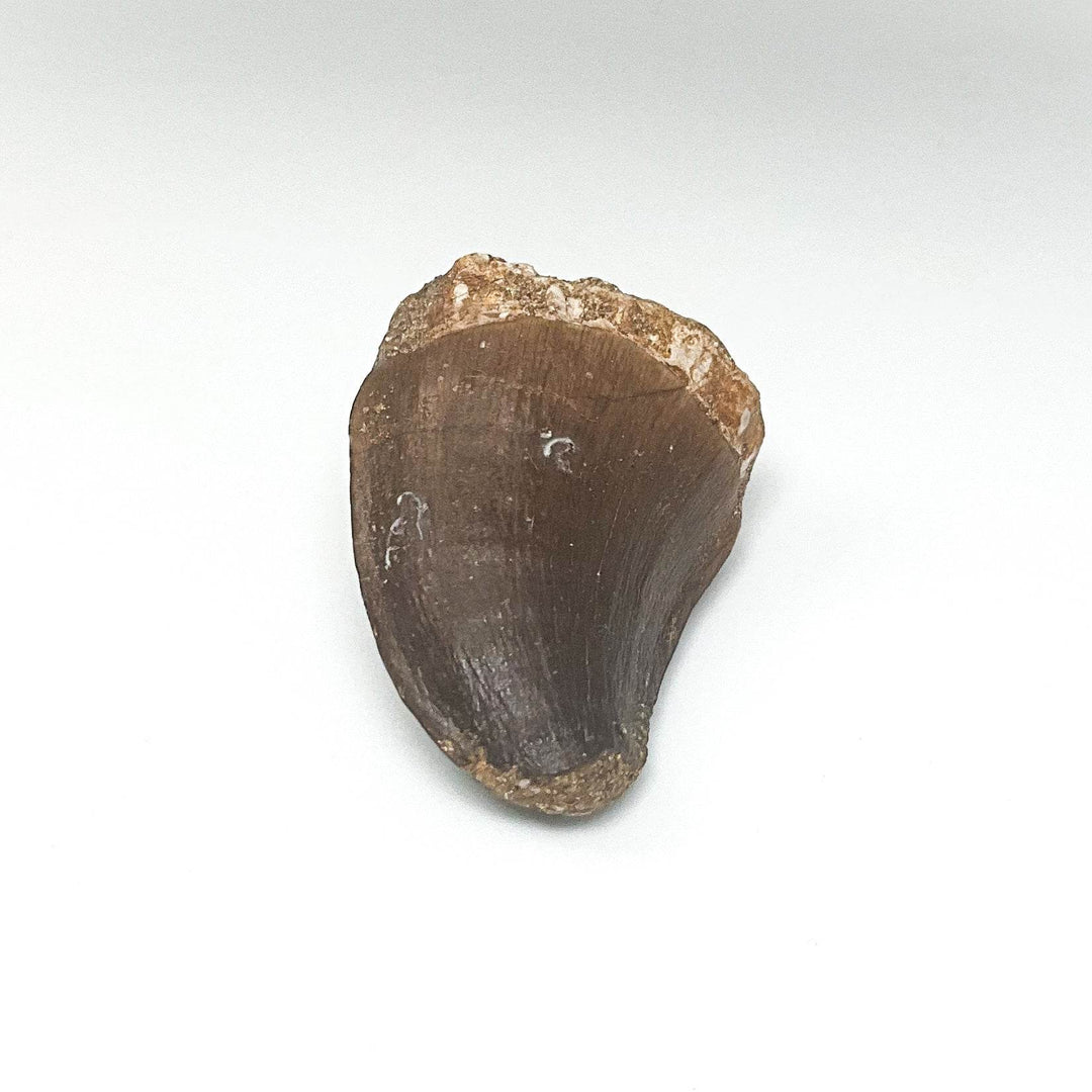Fossilized Mosasaur Tooth Specimen - Rocks and Gems Canada