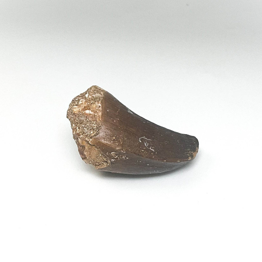 Fossilized Mosasaur Tooth Specimen - Rocks and Gems Canada