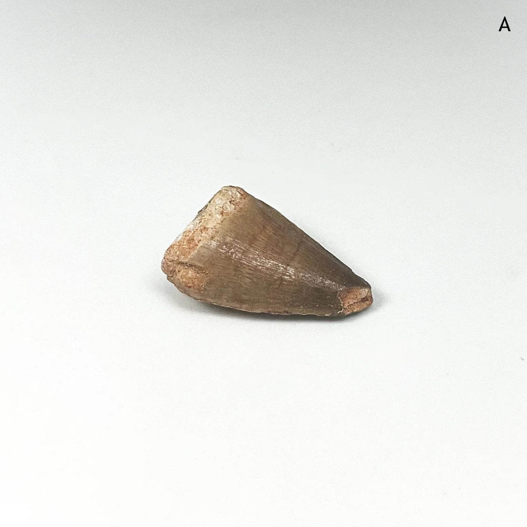 Fossilized Mosasaur Tooth Specimen - Rocks and Gems Canada