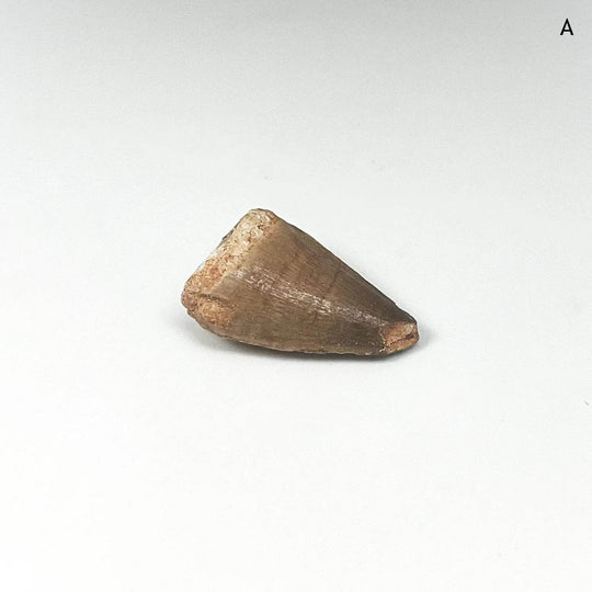 Fossilized Mosasaur Tooth Specimen - Rocks and Gems Canada