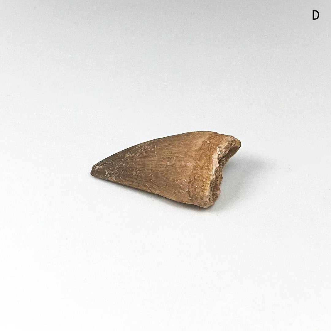 Fossilized Mosasaur Tooth Specimen - Rocks and Gems Canada