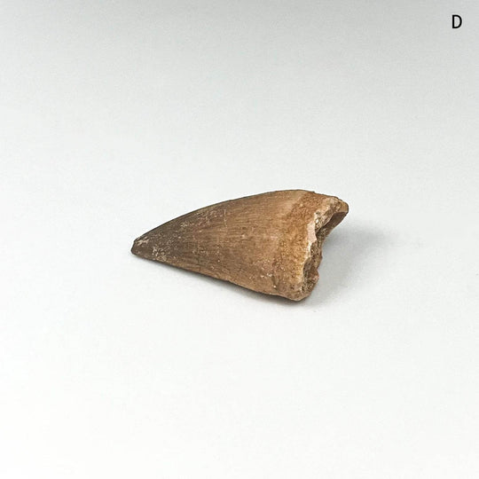 Fossilized Mosasaur Tooth Specimen - Rocks and Gems Canada