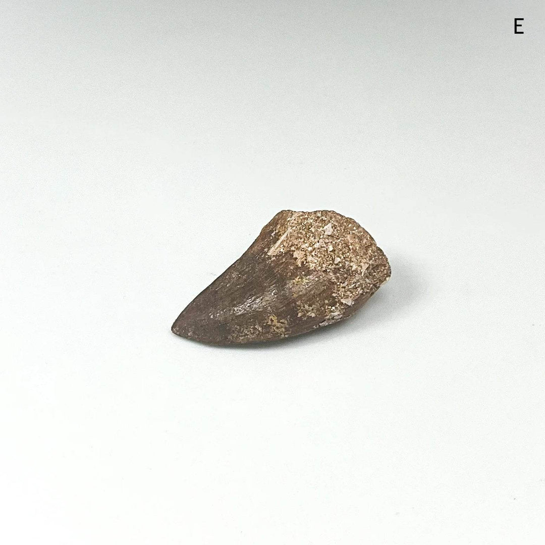 Fossilized Mosasaur Tooth Specimen - Rocks and Gems Canada