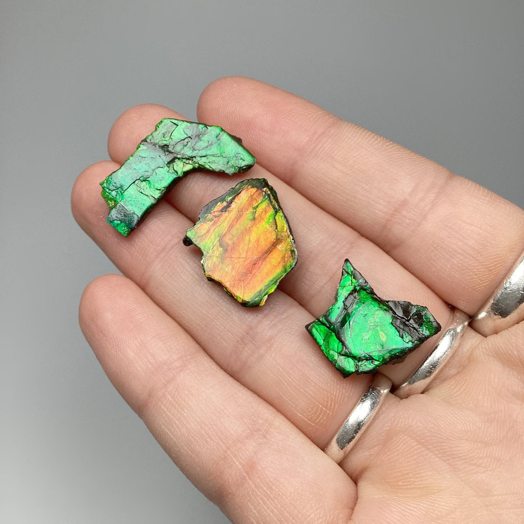 Ammolite Specimen - Rocks and Gems Canada