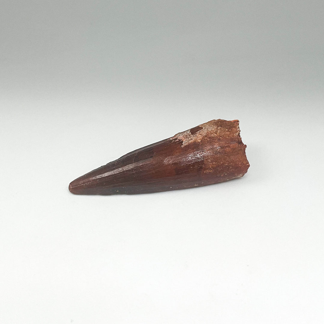 Fossilized Spinosaurus Tooth Specimen - Rocks and Gems Canada