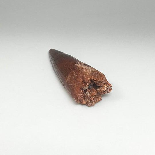 Fossilized Spinosaurus Tooth Specimen - Rocks and Gems Canada