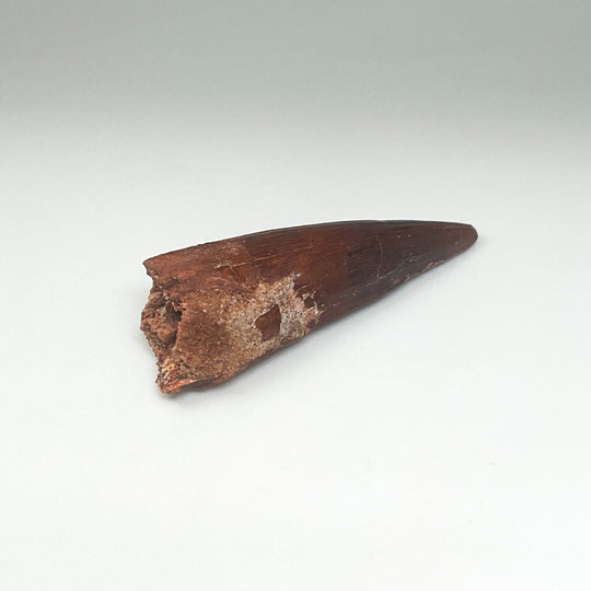 Fossilized Spinosaurus Tooth Specimen - Rocks and Gems Canada