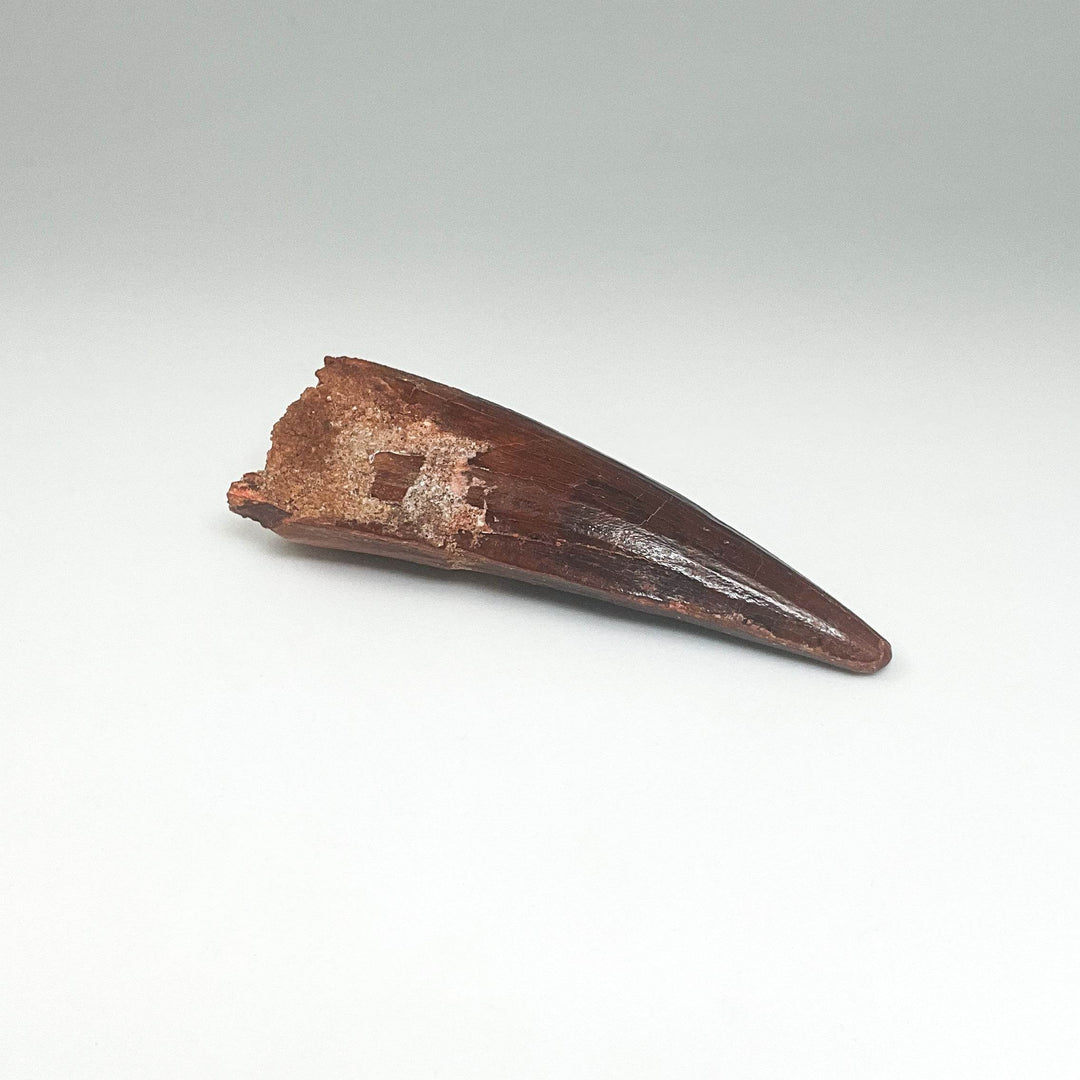 Fossilized Spinosaurus Tooth Specimen - Rocks and Gems Canada