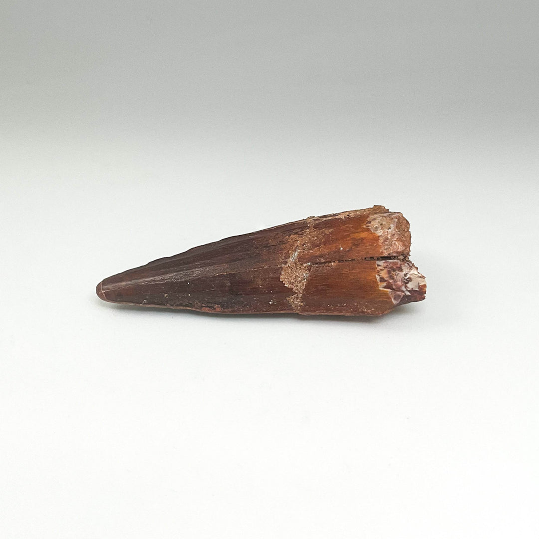Fossilized Spinosaurus Tooth Specimen - Rocks and Gems Canada