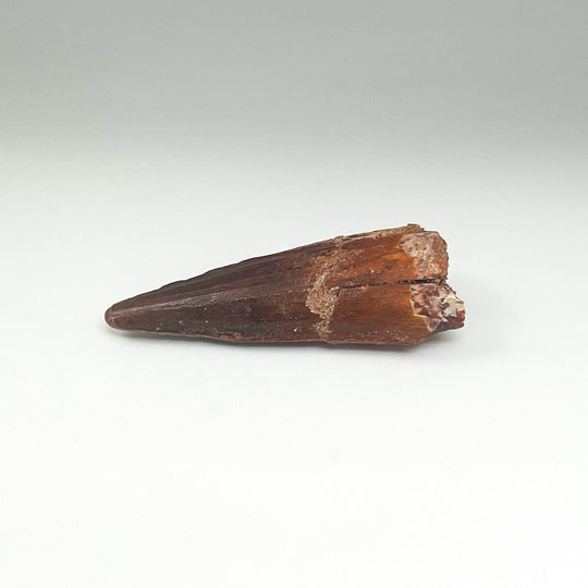 Fossilized Spinosaurus Tooth Specimen - Rocks and Gems Canada