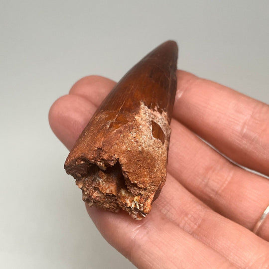 Fossilized Spinosaurus Tooth Specimen - Rocks and Gems Canada