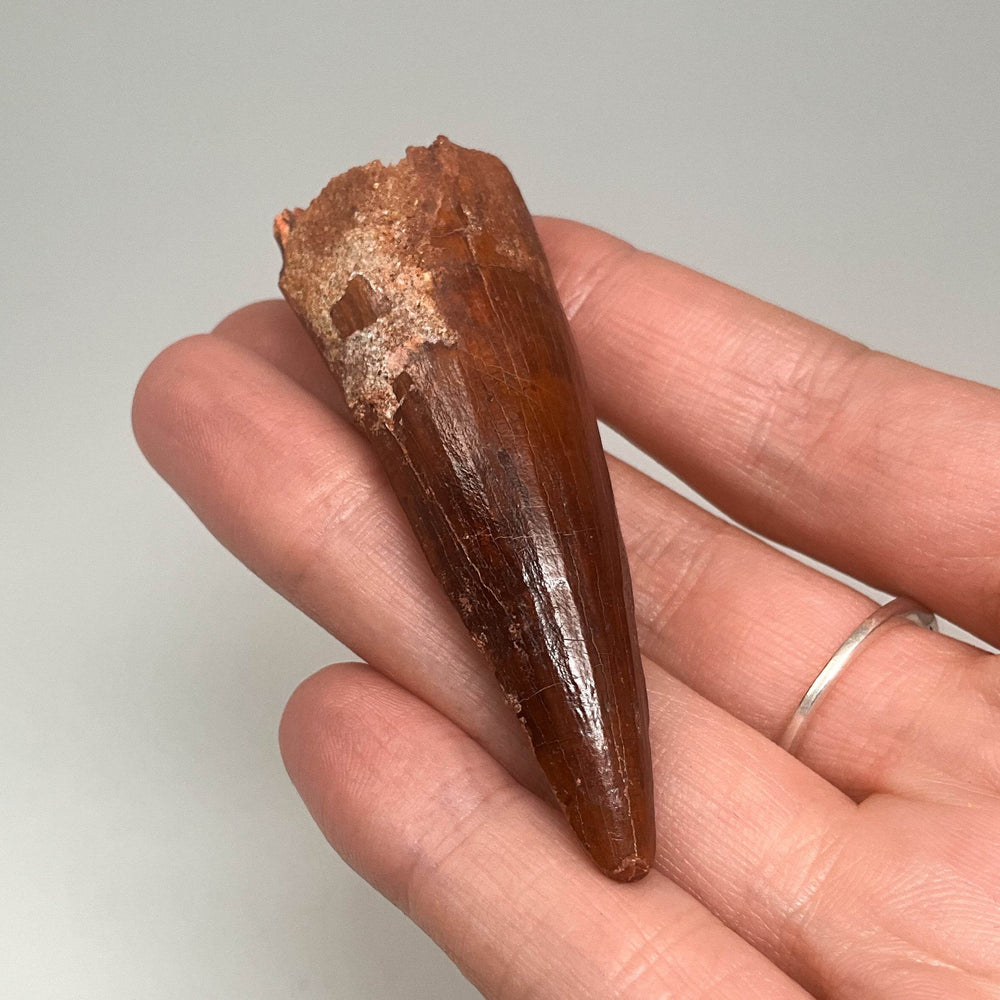 Fossilized Spinosaurus Tooth Specimen - Rocks and Gems Canada