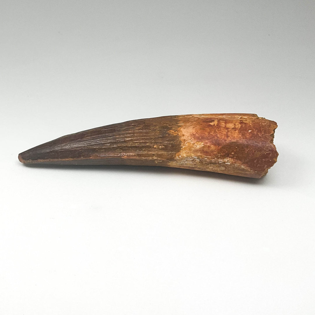 Fossilized Spinosaurus Tooth Specimen - Rocks and Gems Canada