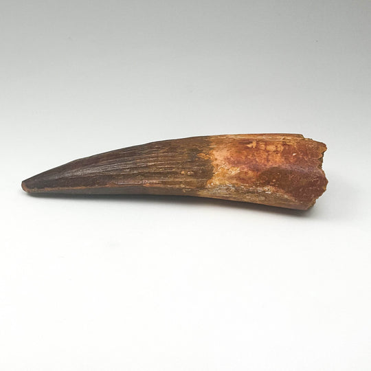 Fossilized Spinosaurus Tooth Specimen - Rocks and Gems Canada