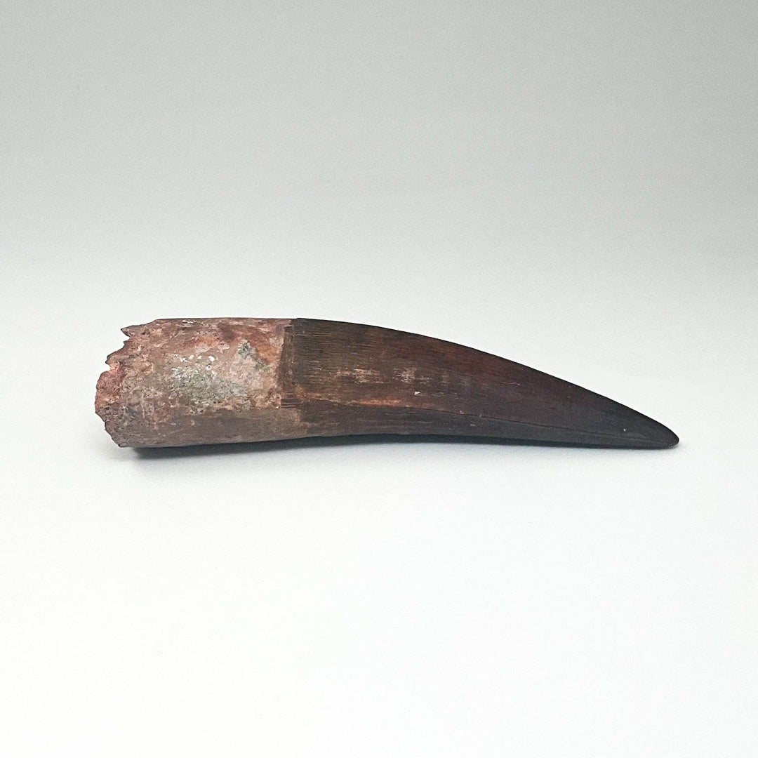 Fossilized Spinosaurus Tooth Specimen - Rocks and Gems Canada