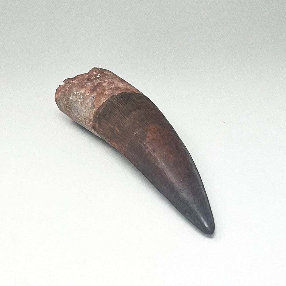 Fossilized Spinosaurus Tooth Specimen-Rocks and Gems Canada