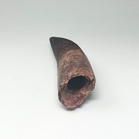 Fossilized Spinosaurus Tooth Specimen - Rocks and Gems Canada