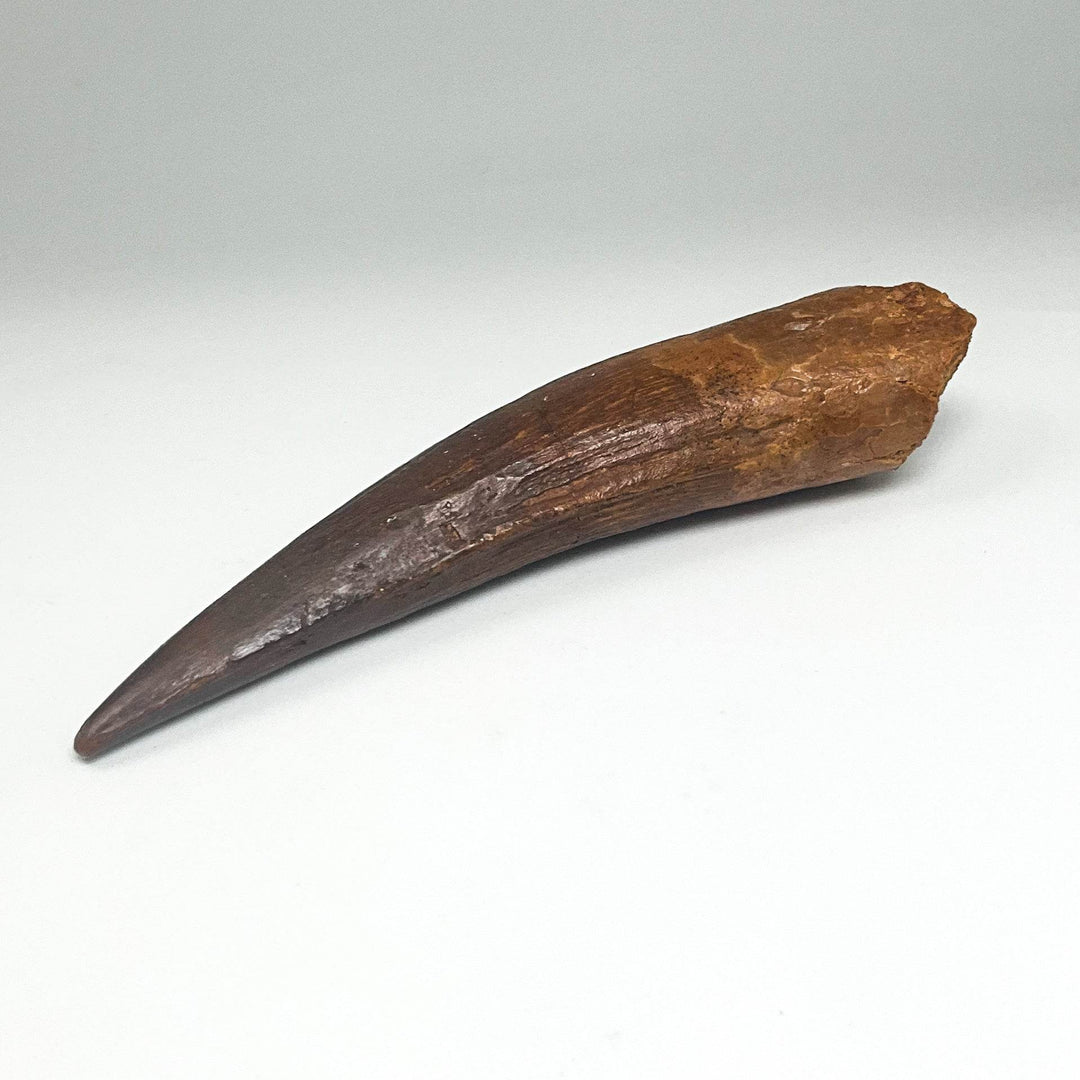 Fossilized Spinosaurus Tooth Specimen - Rocks and Gems Canada
