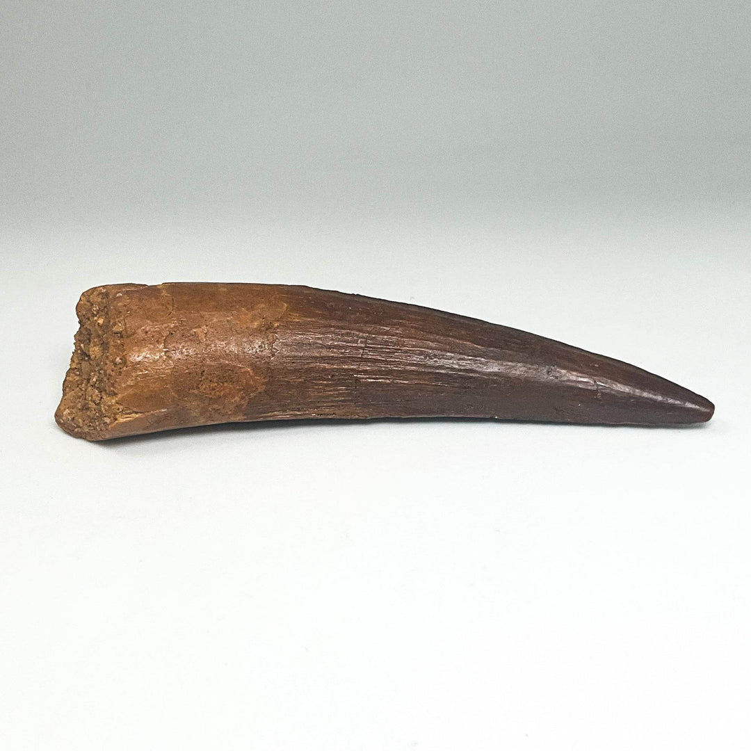 Fossilized Spinosaurus Tooth Specimen - Rocks and Gems Canada