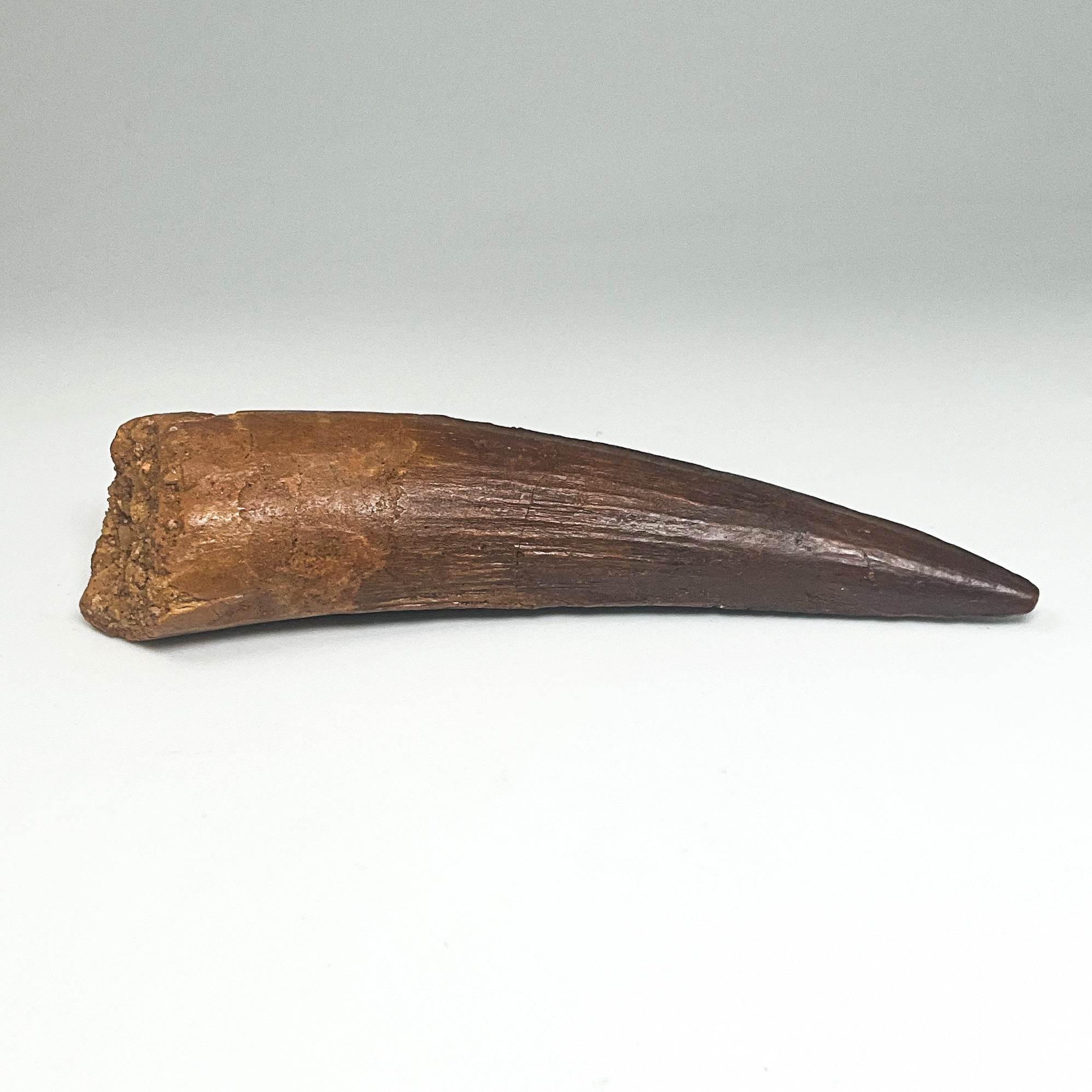 Fossilized Spinosaurus Tooth Specimen - Rocks and Gems Canada