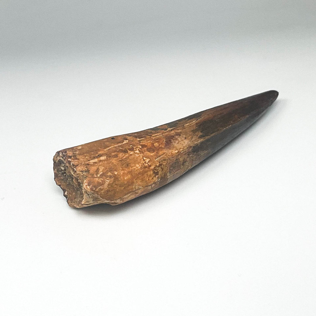 Fossilized Spinosaurus Tooth Specimen - Rocks and Gems Canada