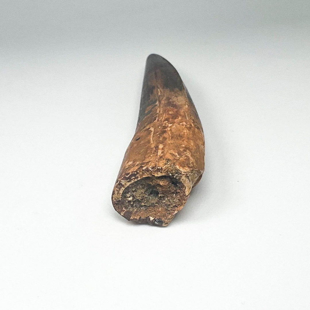 Fossilized Spinosaurus Tooth Specimen - Rocks and Gems Canada