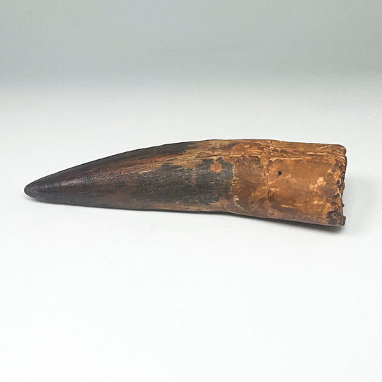 Fossilized Spinosaurus Tooth Specimen - Rocks and Gems Canada