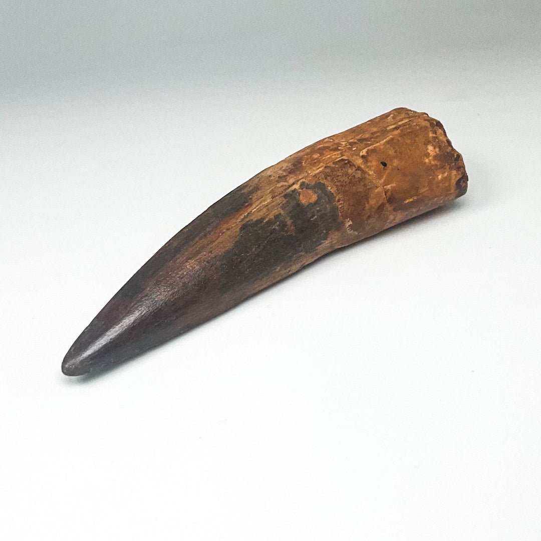 Fossilized Spinosaurus Tooth Specimen - Rocks and Gems Canada