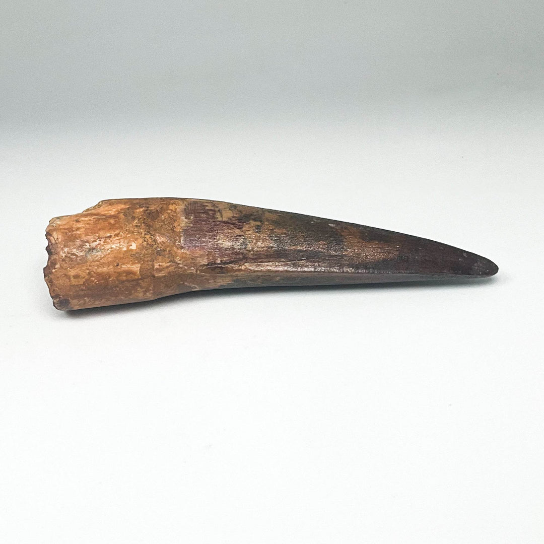 Fossilized Spinosaurus Tooth Specimen - Rocks and Gems Canada