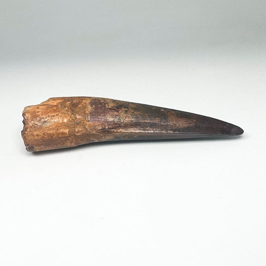 Fossilized Spinosaurus Tooth Specimen - Rocks and Gems Canada