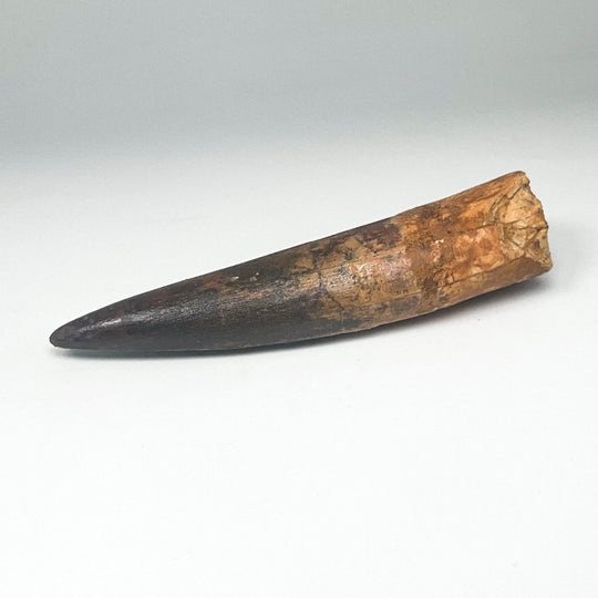Fossilized Spinosaurus Tooth Specimen - Rocks and Gems Canada