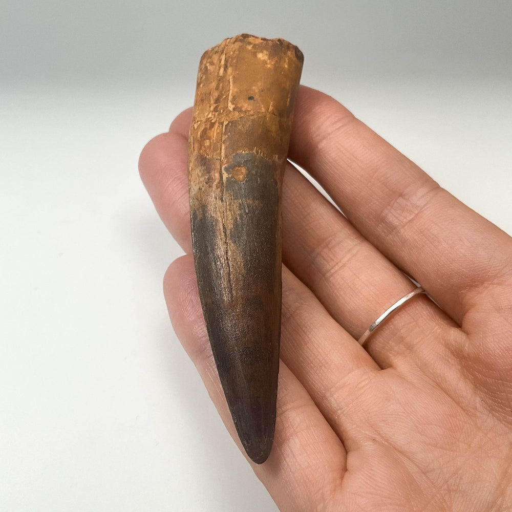 Fossilized Spinosaurus Tooth Specimen - Rocks and Gems Canada