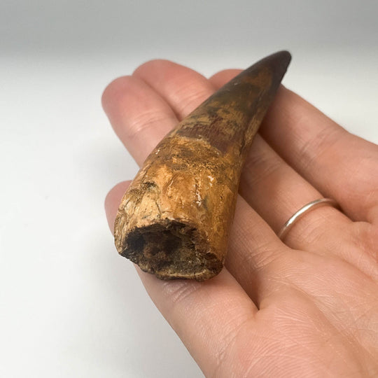 Fossilized Spinosaurus Tooth Specimen - Rocks and Gems Canada