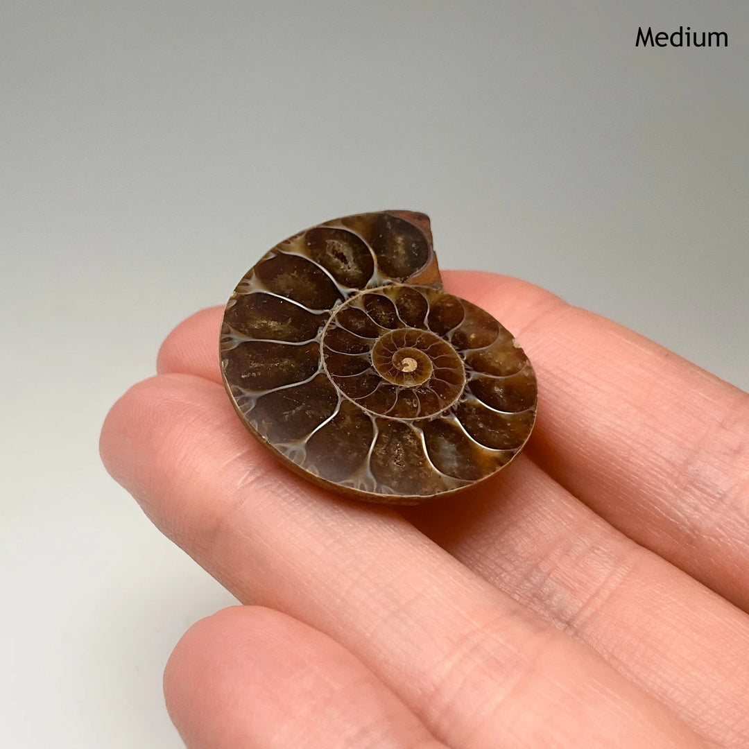Chambered Ammonite