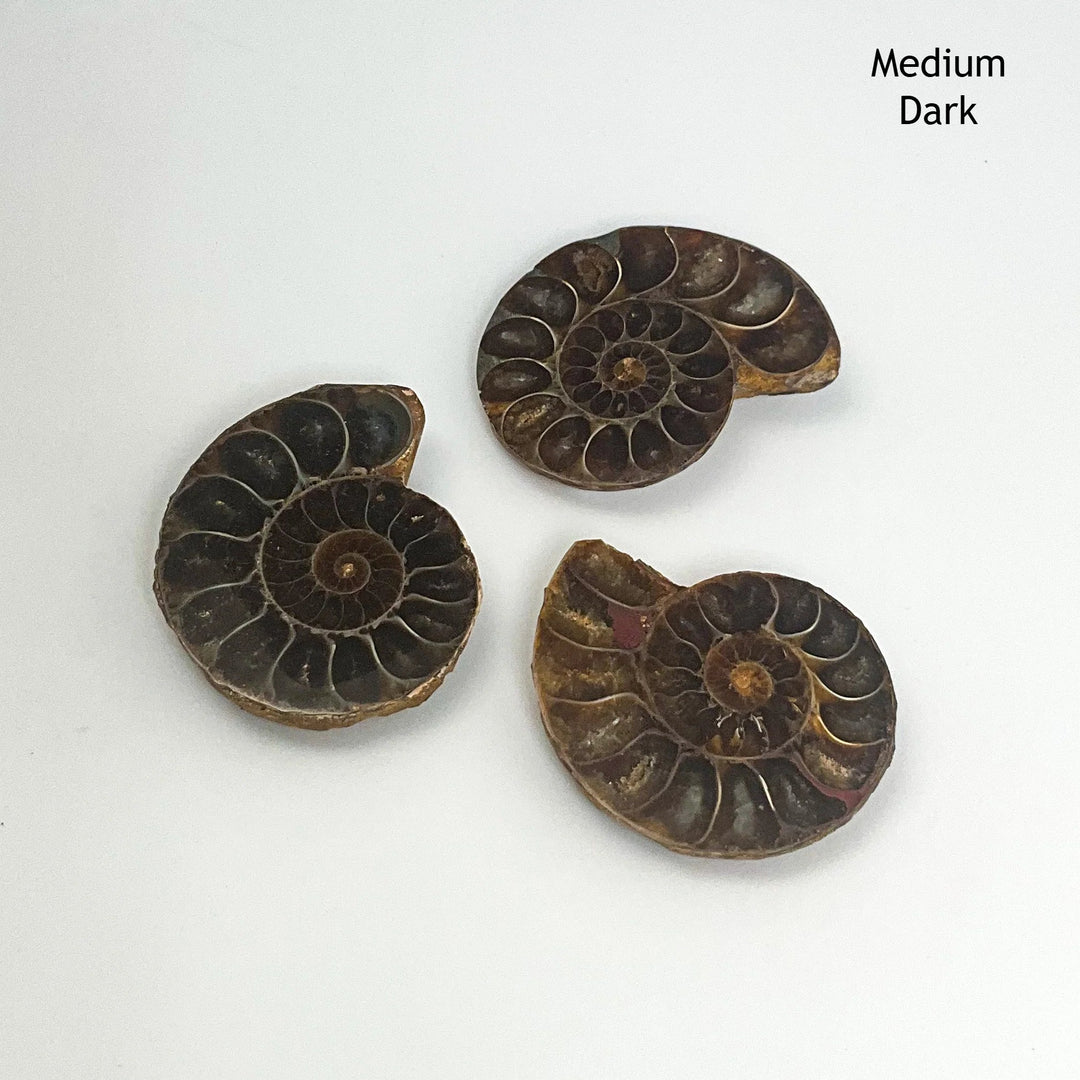 Chambered Ammonite