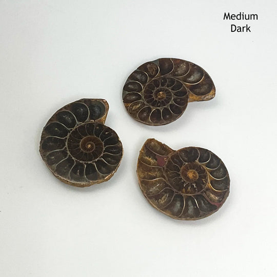 Chambered Ammonite