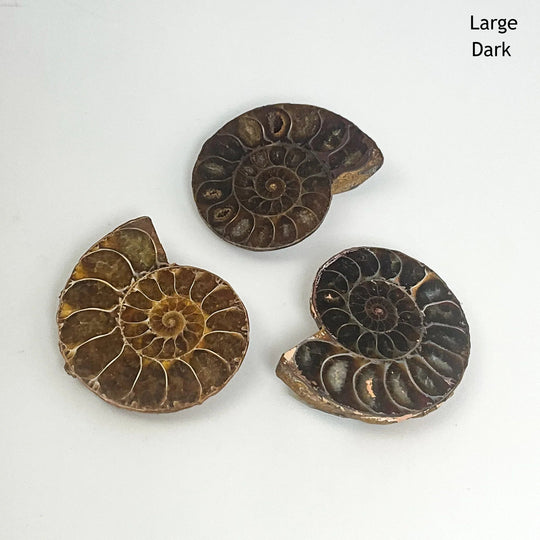 Chambered Ammonite