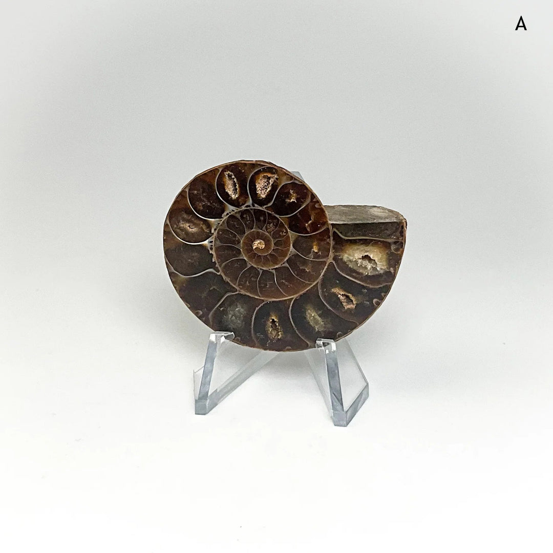 Chambered Ammonite