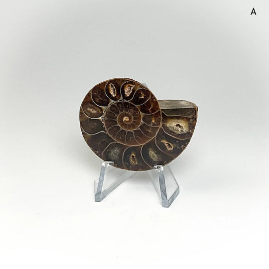 Chambered Ammonite