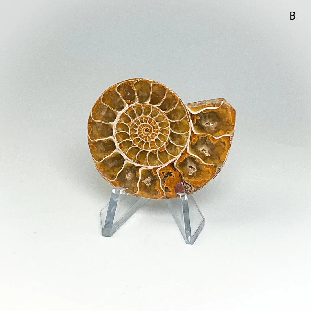 Chambered Ammonite