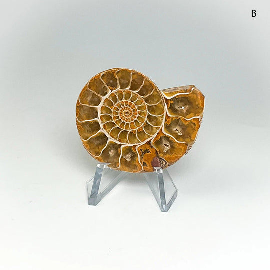 Chambered Ammonite