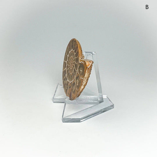 Chambered Ammonite
