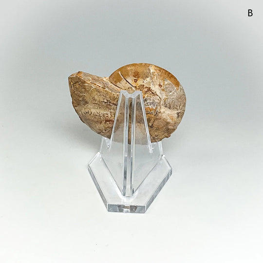 Chambered Ammonite