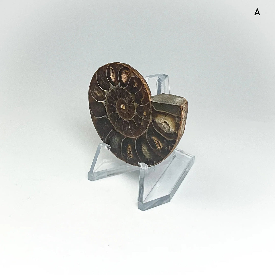 Chambered Ammonite