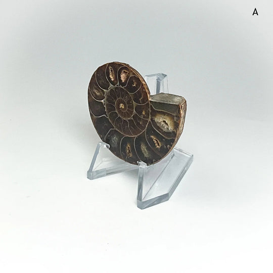 Chambered Ammonite
