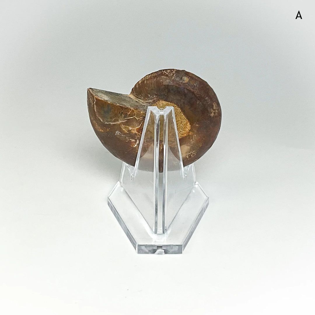 Chambered Ammonite