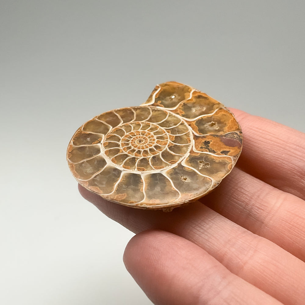 Chambered Ammonite