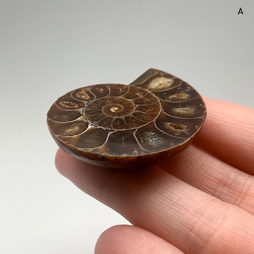 Chambered Ammonite