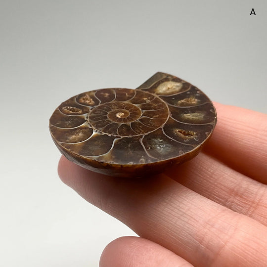 Chambered Ammonite