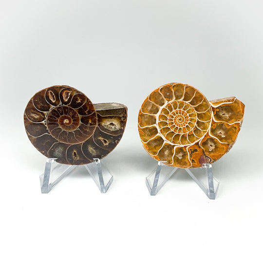 Chambered Ammonite